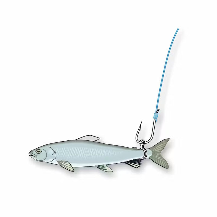 Anelli Elastici Per Esche Grandi